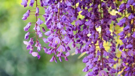 Wisteria Wallpapers - Wallpaper Cave