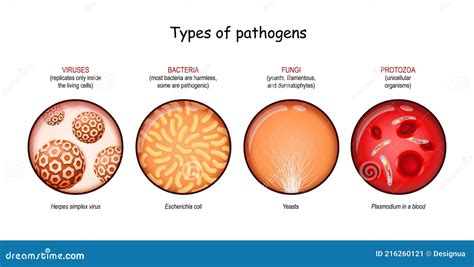 Pathogens Bacteria Viruses Gram Stain Teachmephysiolo - vrogue.co