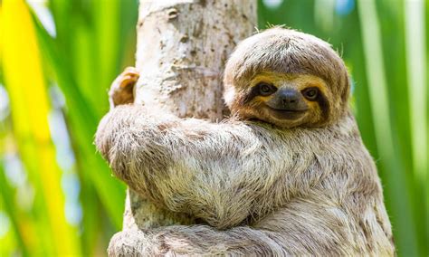 6 fast fun facts you didn’t know about sloths | Wanderlust