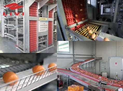 Zambia Modern Automatic Poultry Farming Equipment for Egg Production - Battery Chicken Cages for ...