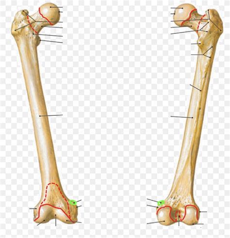 Femur Linea Aspera Anatomy Tibia Intertrochanteric Line, PNG, 853x886px ...