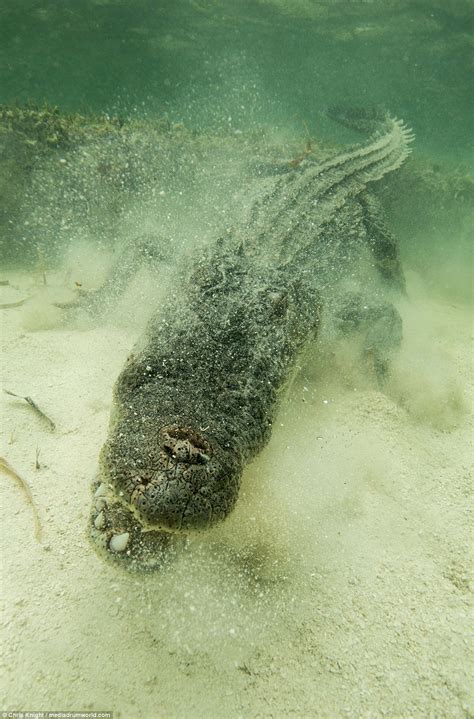 Wildlife photographer captures crocodiles in Mexico | Daily Mail Online