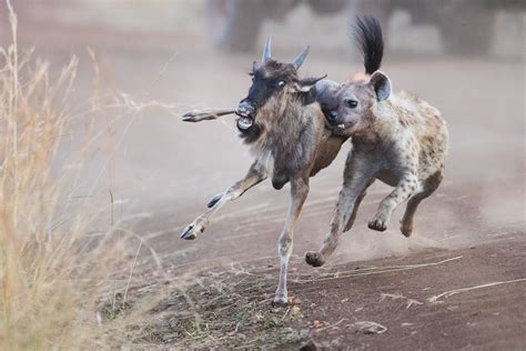 Hyena and Wildebeest Image | National Geographic Your Shot Photo of the Day