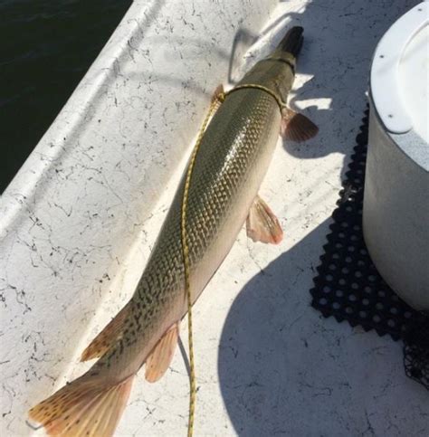 Lake Livingston Adventures | Alligator Gar