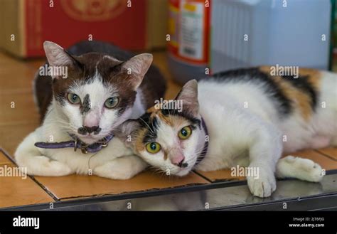 Funny looking cats staring into camera Stock Photo - Alamy