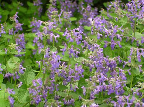 Catmint in bloom | Wild flowers, Plants, Herbs