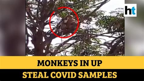 Monkey steals blood samples suspected to be of Covid patients in UP’s Meerut | Hindustan Times