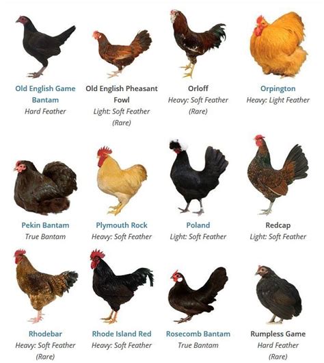 Bantam Chicken Breeds Chart: A Guide To Raising And Caring For Small ...