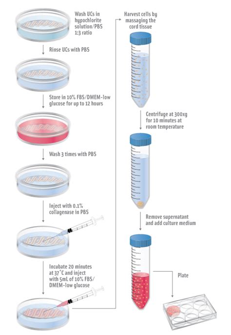 Protocol for Mesenchymal Stem Cell Isolation