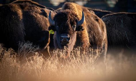 Bison help to restore grasslands in 2022 | Grassland, Native people, National parks