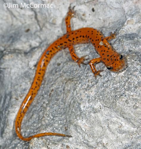 Ohio Birds and Biodiversity: Cave Salamander