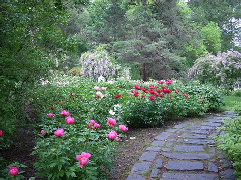 Pin by Kristy Towler on ~My Shaded Backyard~ | Peonies garden