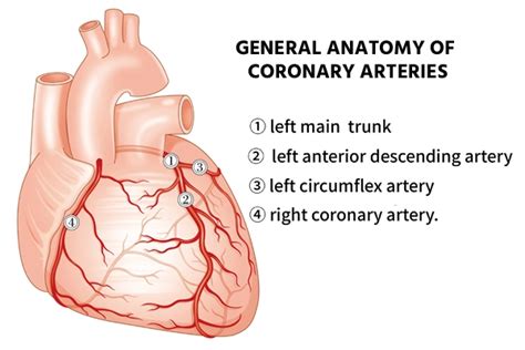 Best Treatment for Left Main Coronary Artery Disease at Medicover