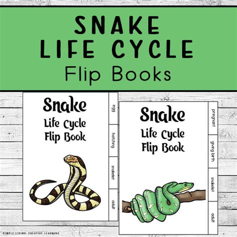 Snake Life Cycle Flip Books - Simple Living. Creative Learning