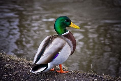 Green Duck | Julian Corlaci