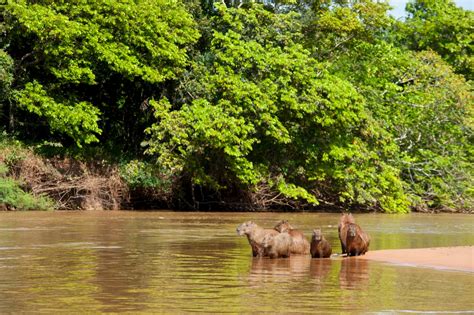 Pantanal Photo Tour - Photo Tours — Photo Tours