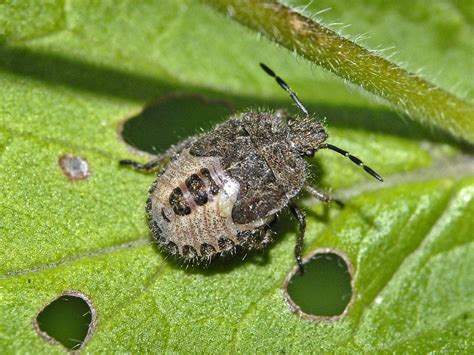 https://flic.kr/p/FdcwHQ | Pentatomidae - Dolycoris baccarum - Late nymph Nymphs, Insects ...