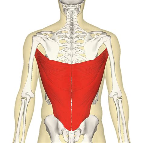 Latissimus Dorsi Muscle Origin And Insertion