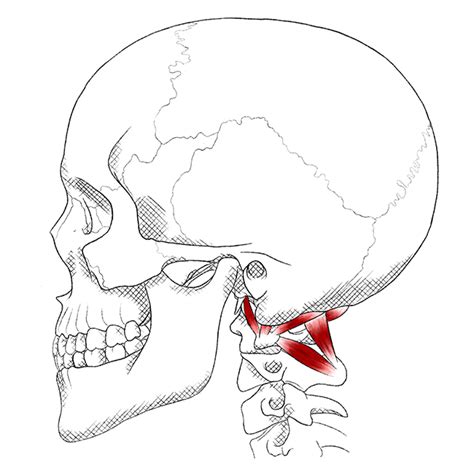 Suboccipital Muscles – Pain & Trigger Points