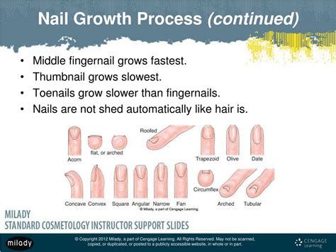 PPT - Chapter 9 Nail Structure and Growth PowerPoint Presentation, free ...