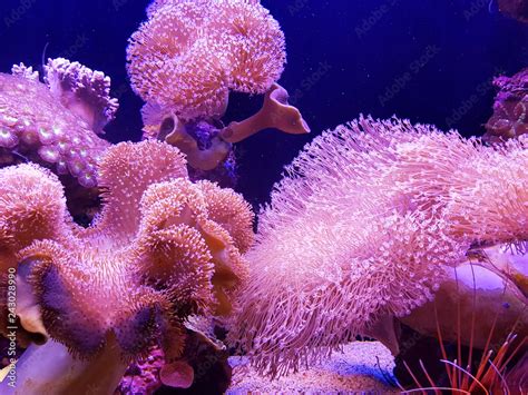 Underwater sea: pink coral reef background Stock Photo | Adobe Stock