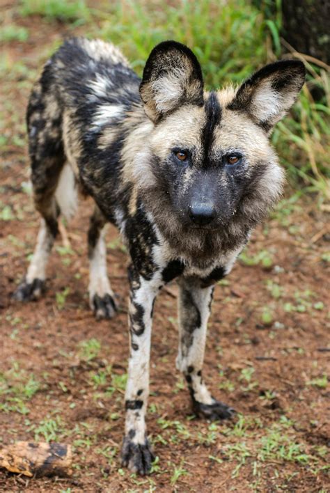 Free stock photo of african wild dog, endangered species, safari