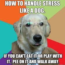 5 highly effective habits of a dog to make you successful | Funny friday memes, Funny dog memes ...