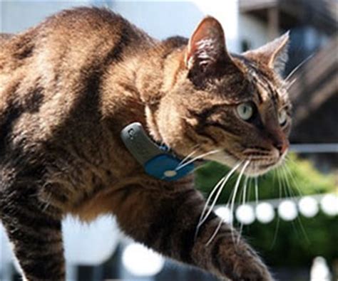 Cat GPS Tracking Collar