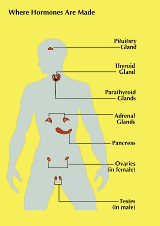 Hormones In Human Body