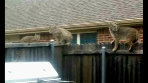 Will A Bobcat Attack A Small Dog