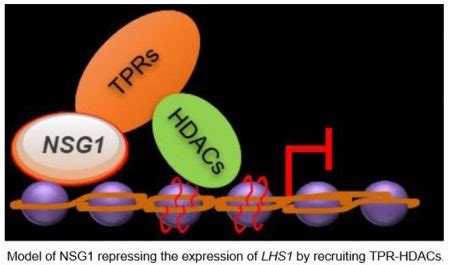 The spikelet, a different “flower” in rice | Plantae