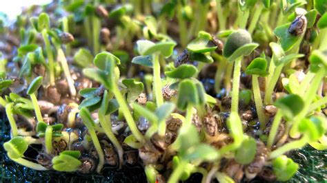 Time-lapse: Chia Seeds Growing 2 - YouTube