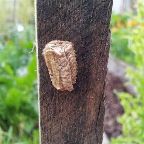 How to Recognise Praying Mantis Eggs – Deep Green Permaculture