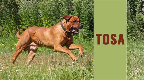 Tosa Inu Dog Breed Information And Temperament - Petmoo