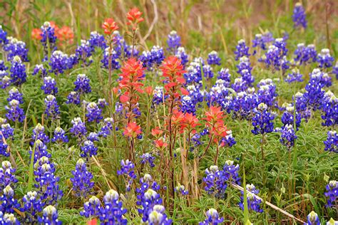 Indian Paintbrush Flower and Texas Bluebonnets Photograph by Gaby ...