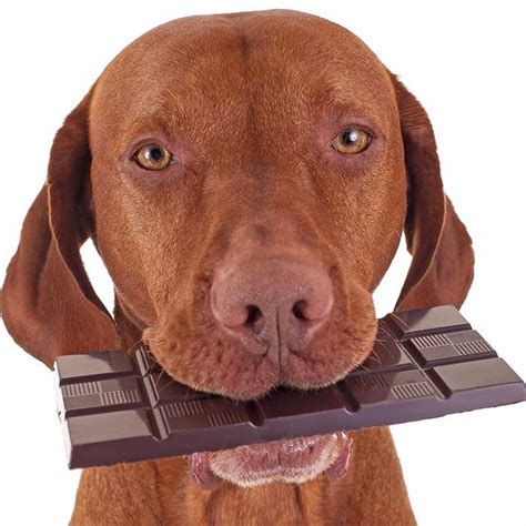 Dogs and Chocolate: Why is it bad for them?