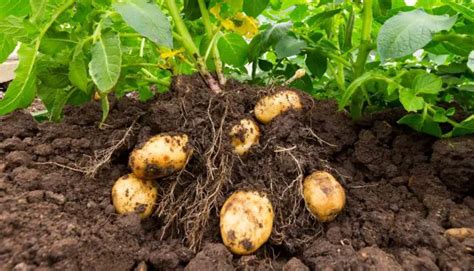 Potato Yield Per Plant: 5 Important Things To Increase Yield