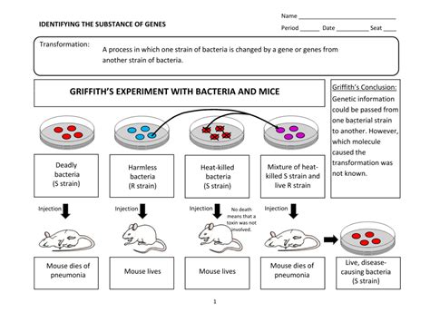 GRIFFITH'S EXPERIMENT WITH BACTERIA AND MICE