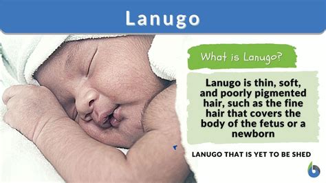 Lanugo - Definition and Examples - Biology Online Dictionary