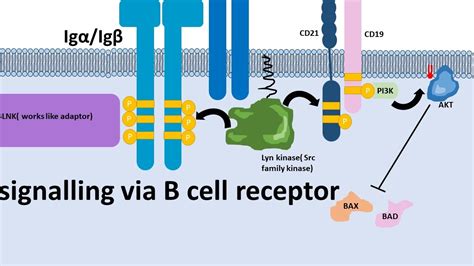 B cell receptor and signalling mechanism - YouTube