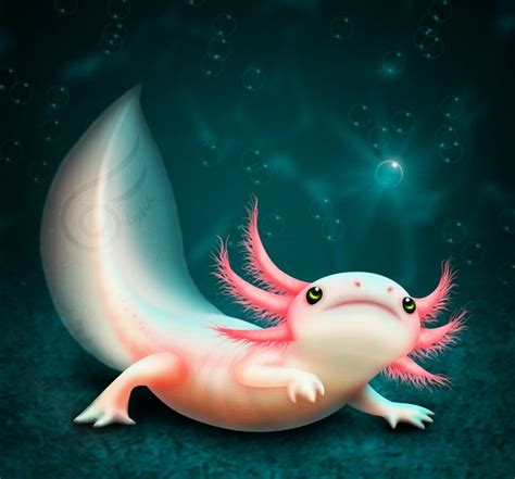 I wanted to draw my axolotl Liese. I really like this picture. | Axolotl cute, Cute animal ...