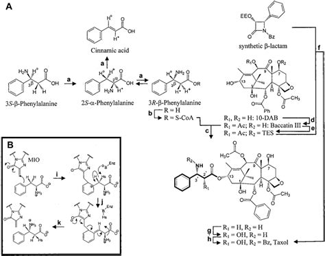 Outline of the late stages of Taxol biosynthesis and the semisynthesis ...