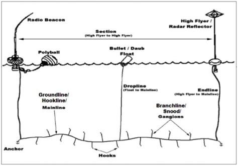 Longlining: A destructive fishing technique – Shark Research & Conservation Program (SRC ...