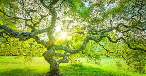 Japanese Maple Lifespan: How Long Can These Trees Live?