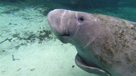 Efforts ramp up to heal Florida's manatees amid algal blood