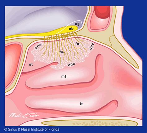 Sinus & Nasal Institute of Florida