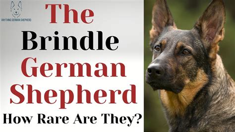 Brindle German Shepherds: How Rare Are They?! - YouTube