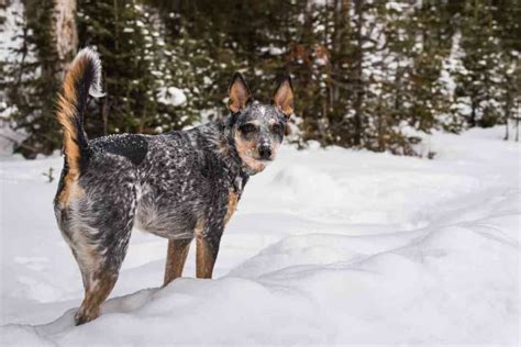 When Should A Blue Heeler Be Neutered? - Embora Pets