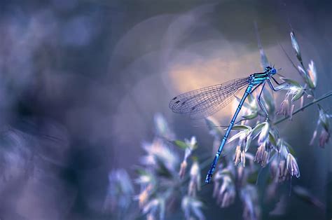 HD wallpaper: dragonfly 4k wallpaper computer, plant, close-up, fragility | Wallpaper Flare