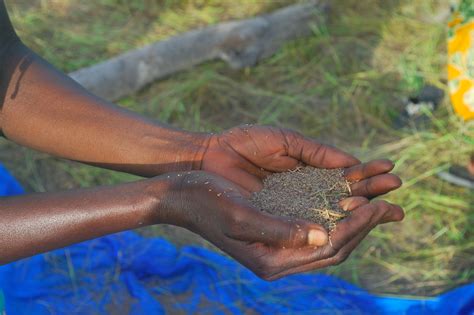 Mali - Le Fonio, super céréale du Sahel - Africa Days